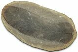 Macroneuropteris Fern Fossil Pos/Neg - Mazon Creek #325870-1